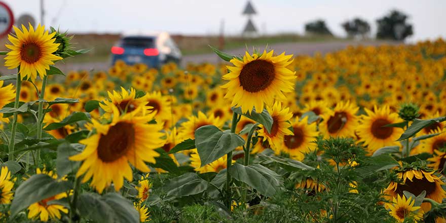 Ayçiçeği yağı fiyatında düşüş bekleniyor