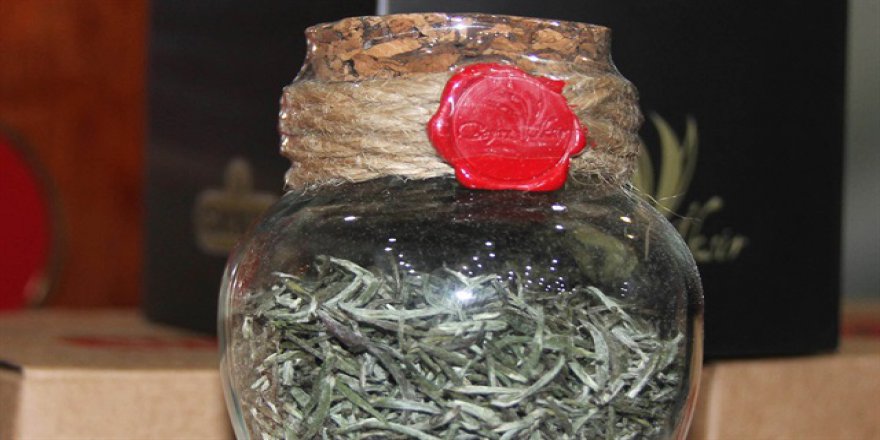 Beyaz Çay'da yılın ilk hasadı yapıldı