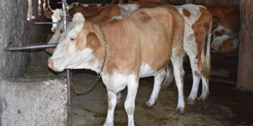 Sağlık Bakanı'ndan önemli şarbon açıklaması