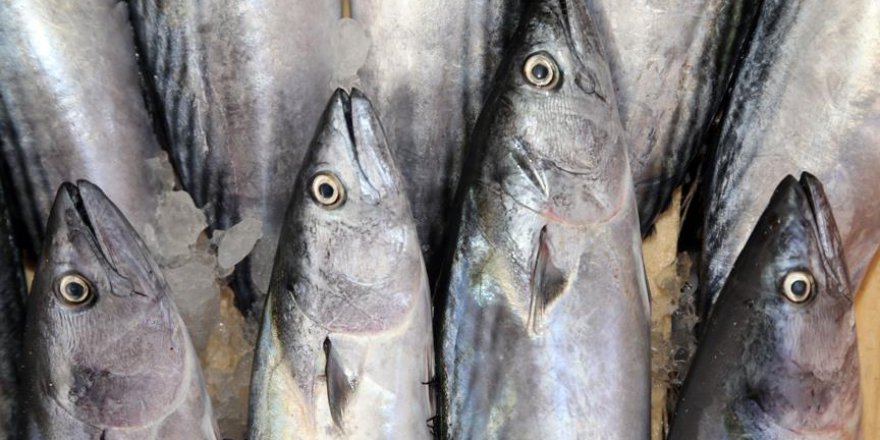 Batı Karadenizli balıkçılar palamutla sevindi