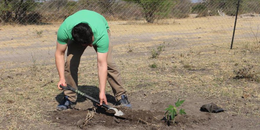 TİKA, Namibya'yı ağaçlandırdı