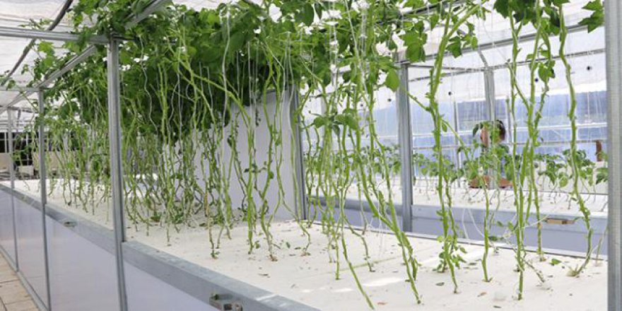 Niğde'de yerli patatesler yetiştirildi