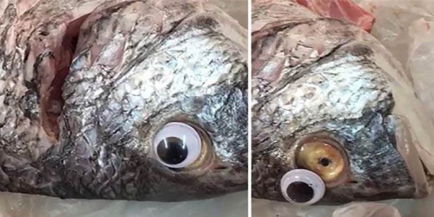 Kuveyt'teki balıkçı tezgahında inanılmaz oyun!