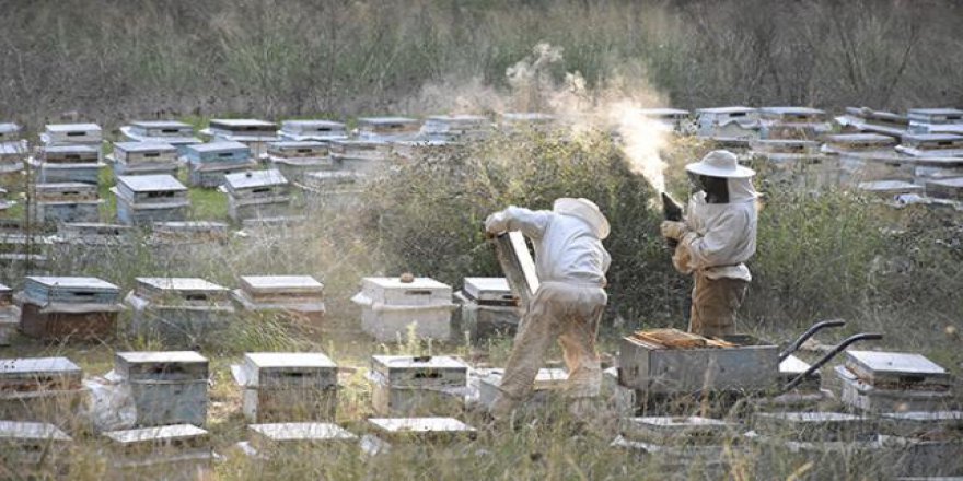 Çam balı üreticisinin hasat sevinci