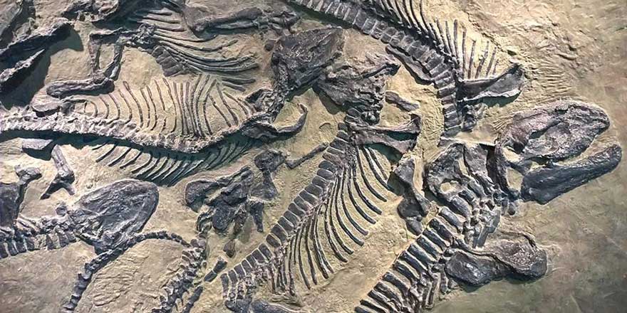 Anadolu tarihini milyon yıllık fosillerle öğreniyorlar