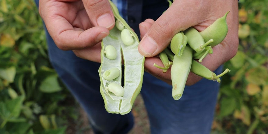 Gübreyi bıraktı 8 kilo ekti 2 ton ürün aldı