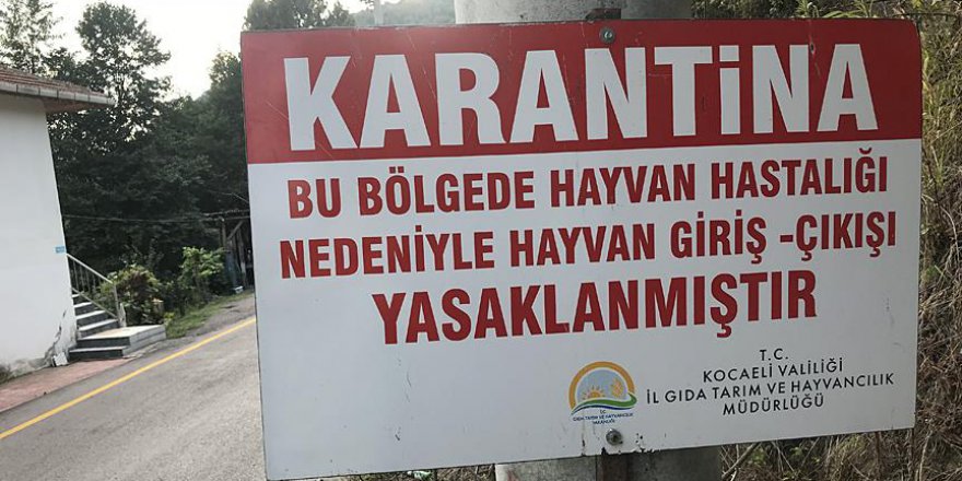 Şarbon şüphesi Gölcük'te de görüldü