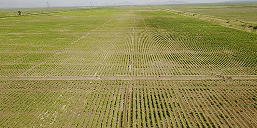 Artık tarım arazilerinde kaçak elektrik kullanılamayacak