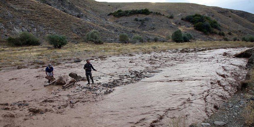 Sele kapılan inek için seferber oldular