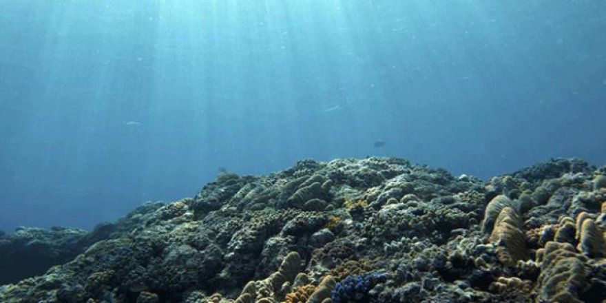 Pasifik'te yaratılmış üç balık türü keşfedildi