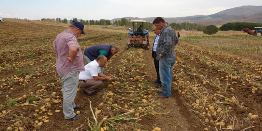 Sivas'ta sertifikalı tohumluk patates hasadı başladı
