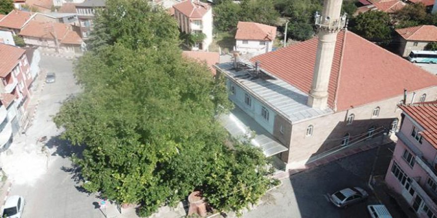 8 asırlık olduğu tahmin edilen Ulu Çınar