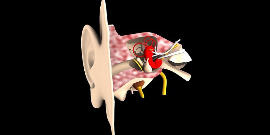 İç kulakta yeni hücreler keşfedildi