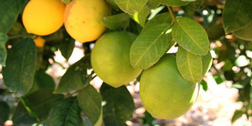 Narenciyede erken hasat ihracatı artırdı