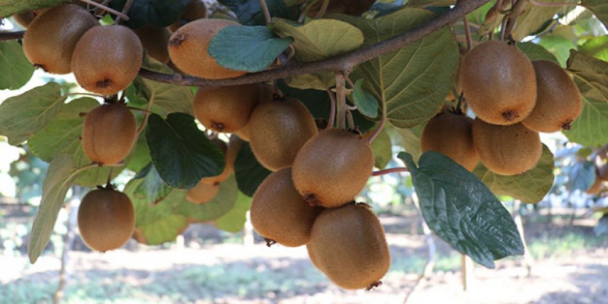 Yalova'da gözler kivi hasatında