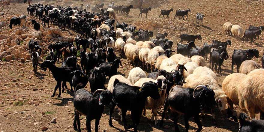 300 Koyun Projesi 2019'da tamamlanacak