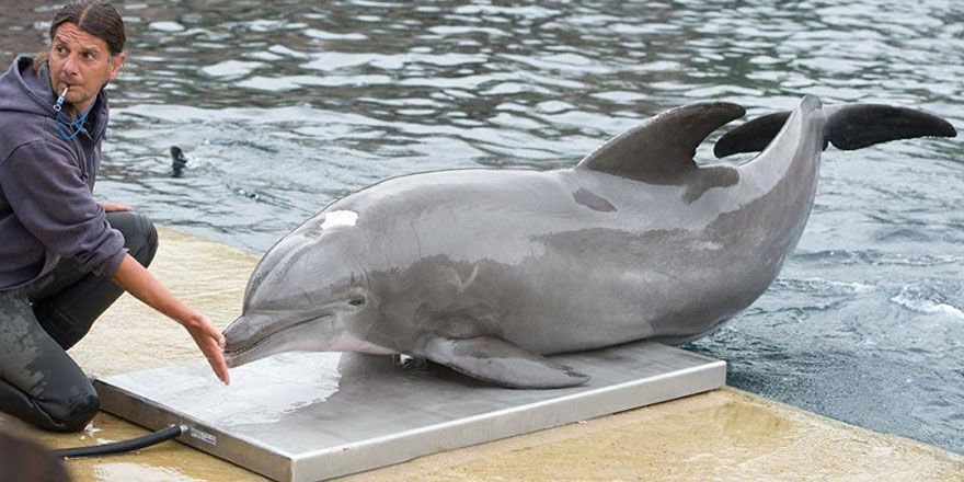 Dünyanın bilinen en yaşlı yunusu Moby öldü