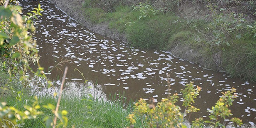 Bursa'da bir derede daha toplu balık ölümü