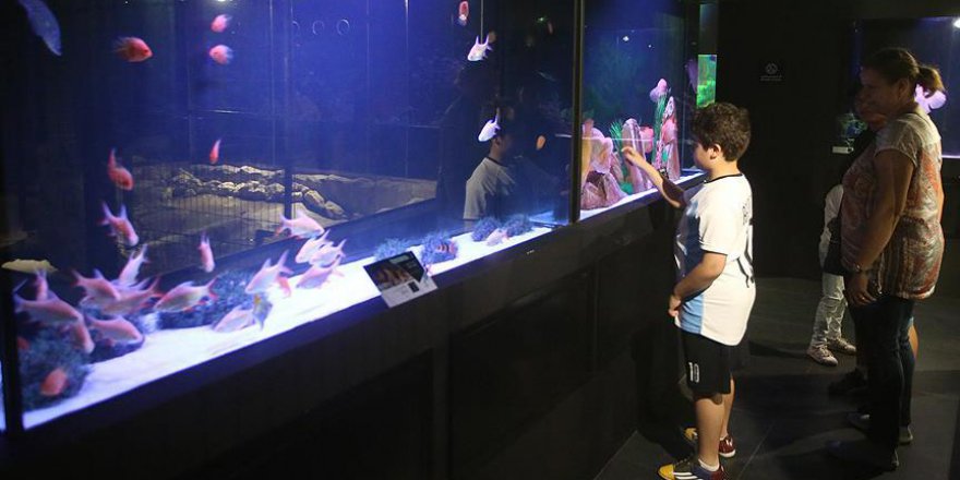 İsrail işgali altındaki Filistinlilere eğlence fırsatı oldu