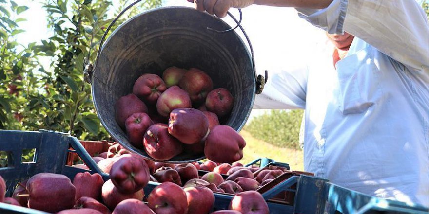 Meşhur Isparta Elması hasat ediliyor