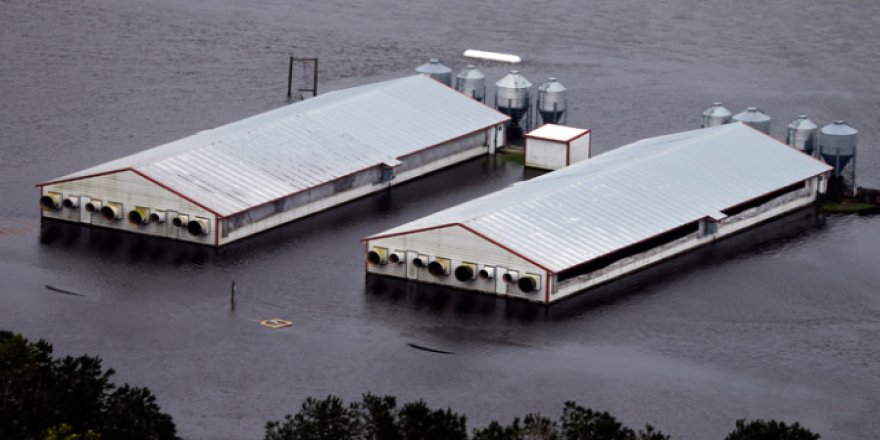 ABD'nin tavukçuluk sektörüne kasırga şoku