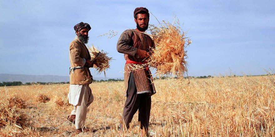 Dünyadaki 39 ülke resmen açlık çekiyor