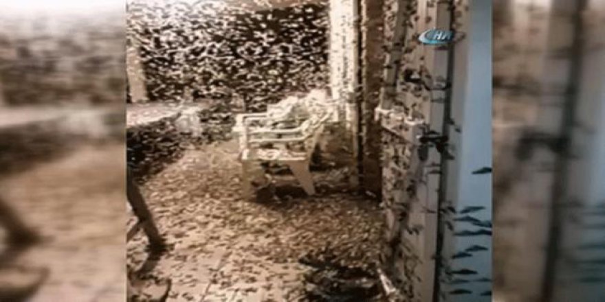 İlaçlama yapmayı unutunca şehri kelebekler bastı