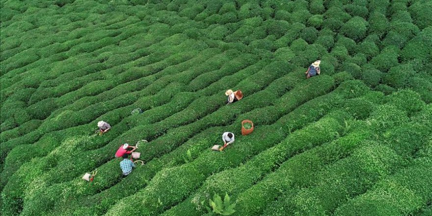 ÇAYKUR tarihinin en büyük ikinci yaş çay alımını yaptı