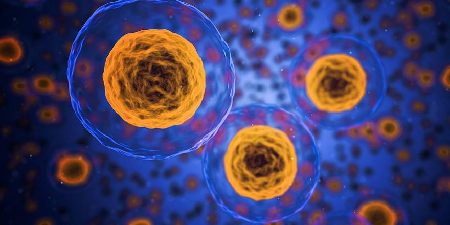 Kök hücre çalışmalarında önemli gelişme