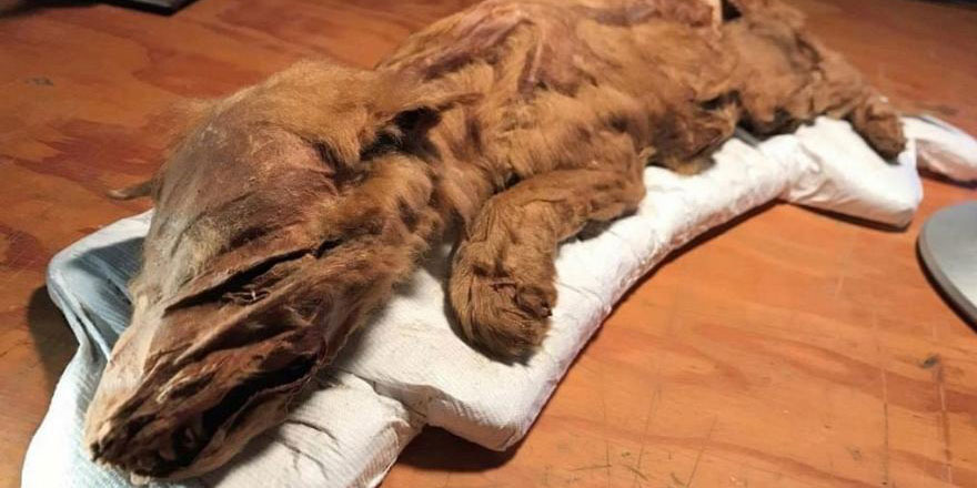 Kanada'da 50 bin yıllık yavru kurt ve geyik sergide