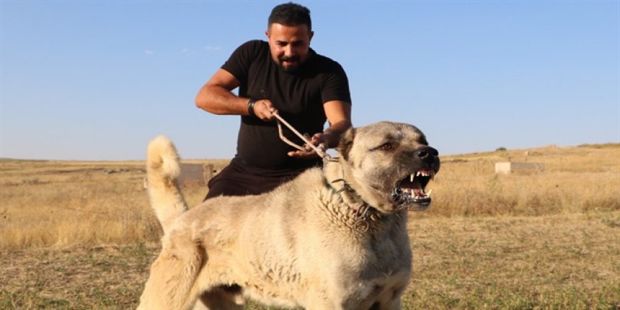 İtalyanların yeni gözdesi Sivas Kangalı