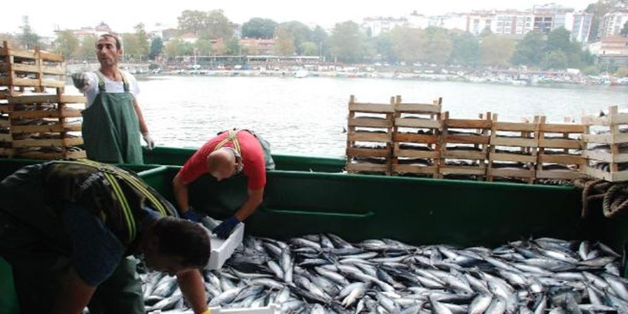 Maşallah Barekallah: Dün 30 ton bugün 40 ton palamut