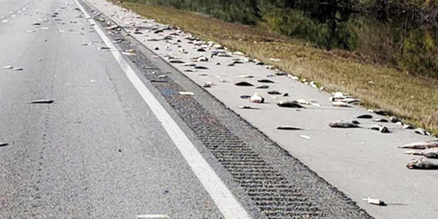 Otoyola balık yağdı