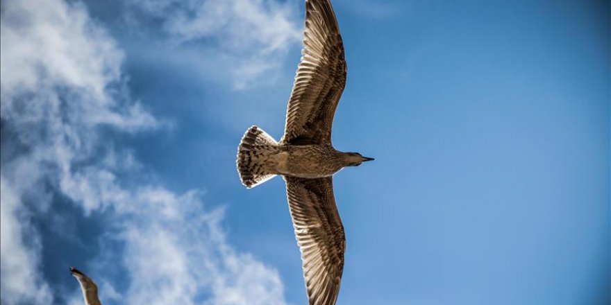 Dünyanın en büyük kuş türü keşfedildi