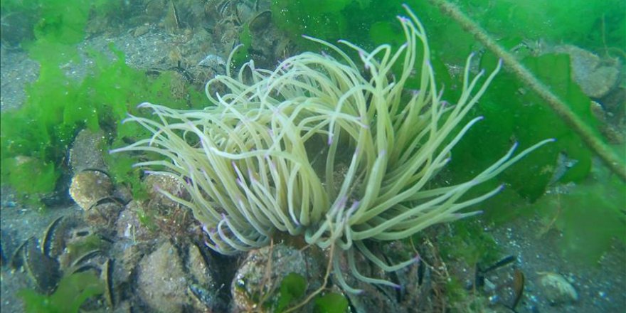 Körfez'in su altı yaşamı film oluyor