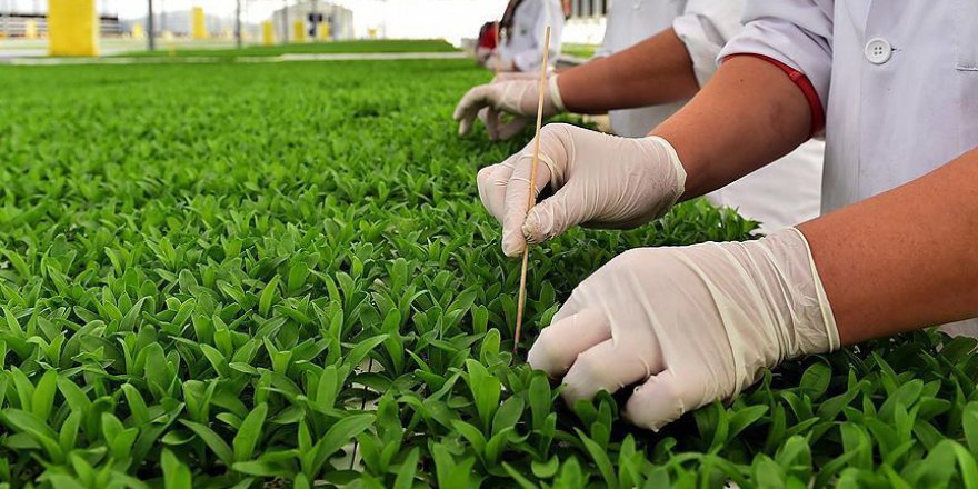 Hükümlüler yerli tohumla üretecek