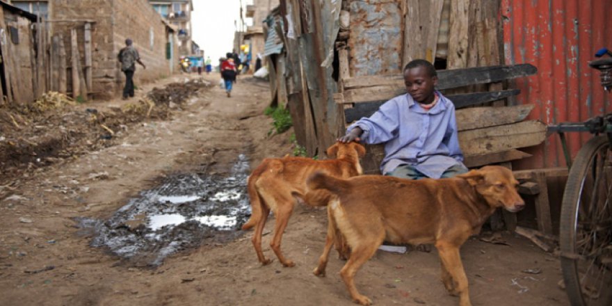Afrika'nın en büyük sağlık sorunlarından biri de kuduz