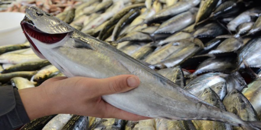 Marmara'nın ilk palamutları tezgahlardaki yerini aldı