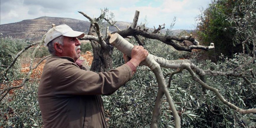 Yahudi yerleşimciler Filistinli çiftçinin zeytin ağaçlarını kesti