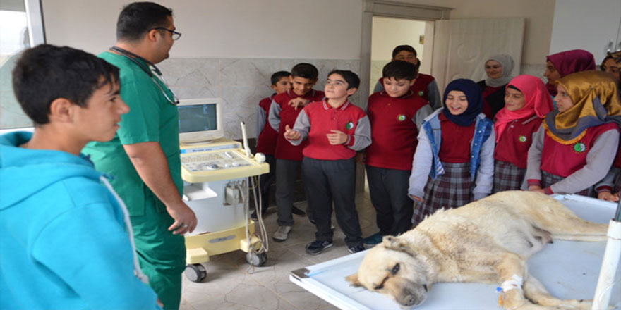Said-i Nursi İmam Hatip Ortaokulu öğrencileri felç olan köpeği ziyaret etti