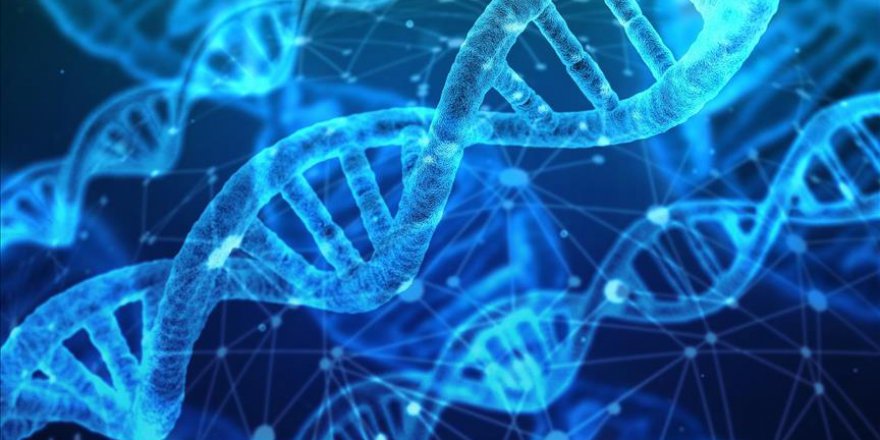 Japonya insan embriyosunda genetik değişikliğe izin verecek