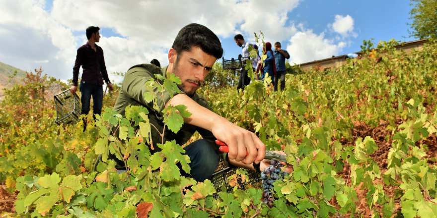 Üniversite öğrencileri yaşlı çiftin yardımına gitti
