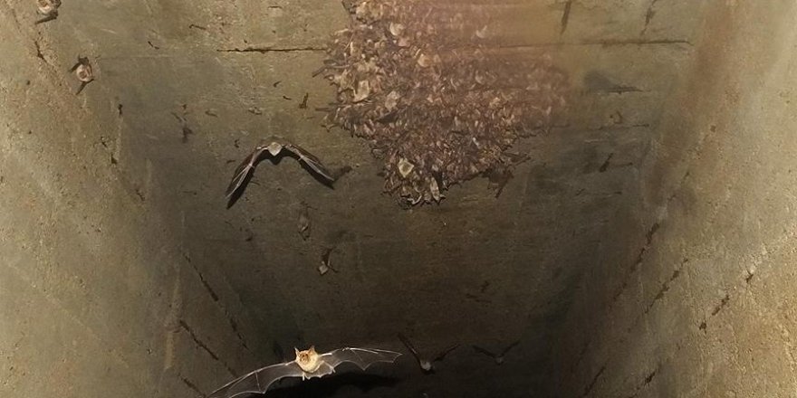 'Yarasa kesesi' dolandırıcılığı ekolojik sistemi tehdit ediyor
