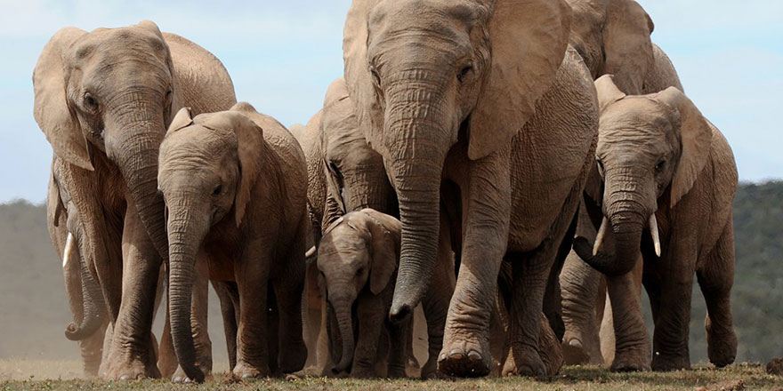 Çin'de filler koruma alanından kaçtı: Binlerce kişi tahliye ediliyor