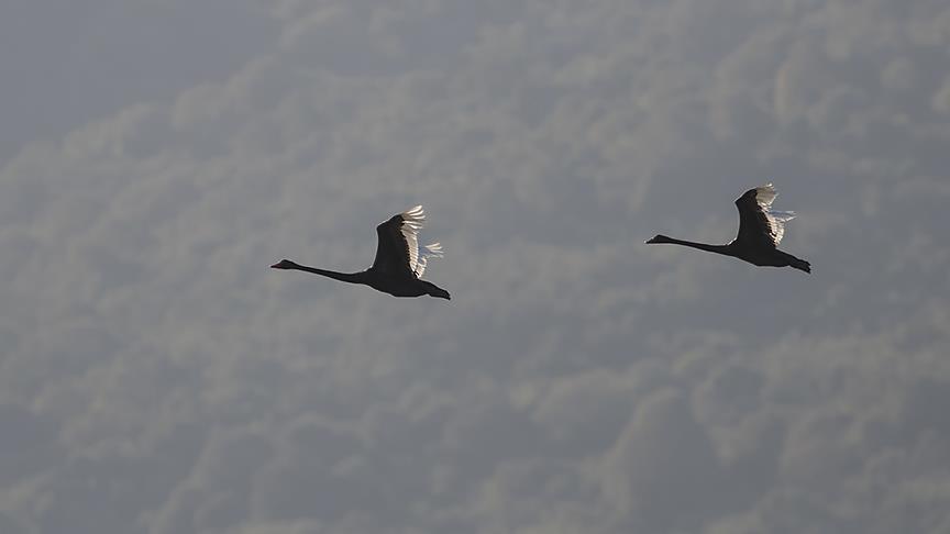 Karacabey'de iki siyah kuğu görüntülendi