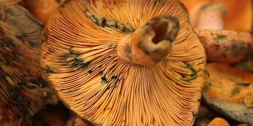 'Yabani mantarlar toplanıp yenilmemeli'