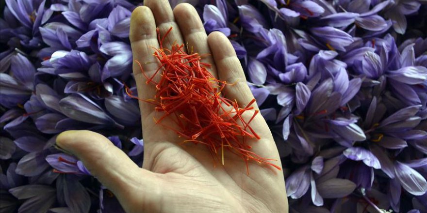 Kainat Eczanesi'nden safranın üretimi arttırılacak