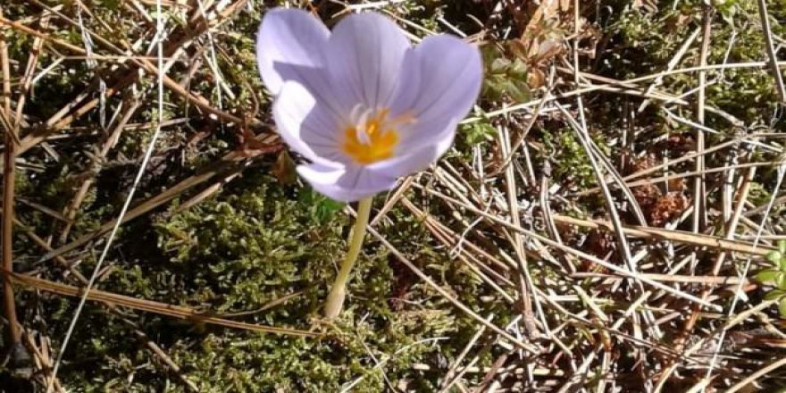 Bursa'da şaşırtan görüntü! İlkbahar çiçekleri açtı