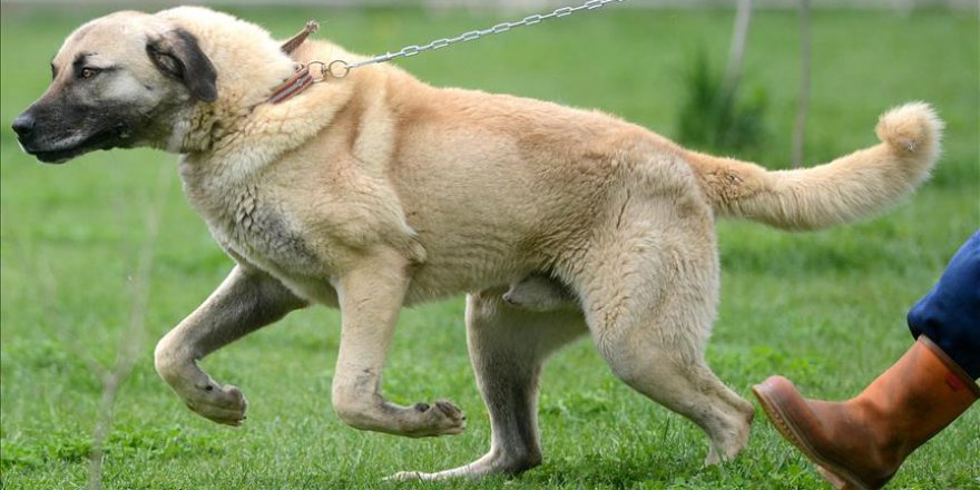 İtalya'da Kangal Köpeği merakı