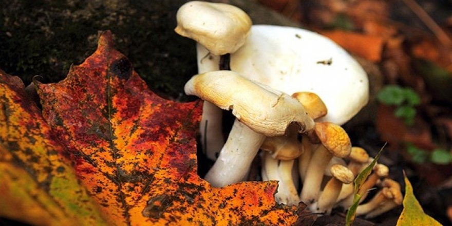 Mantar zehirlenmelerine karşı kritik uyarı